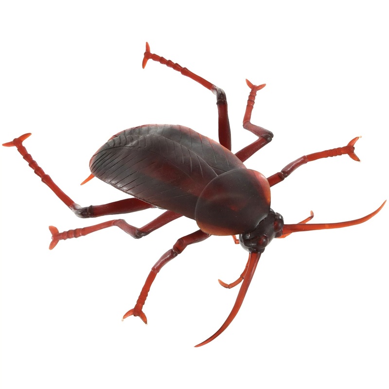 Giant Cockroach – Brown